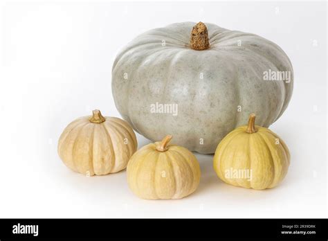 Ornamental Pumpkins And Crown Prince Pumpkin On White Background Stock