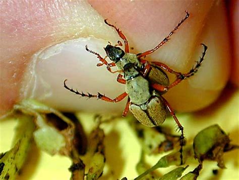 Rose Chafer Insect Id