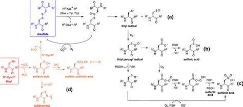 Possible Oxidation Processes Of A C Cystine And D Cysteine Download Scientific Diagram