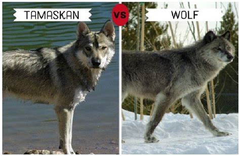 11 Dogs That Look Like Wolves Tracki