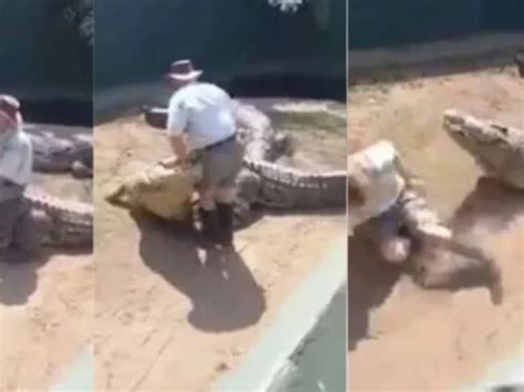 Crocodilo ataca tratador em apresentação na África do Sul Notícias