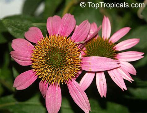 Echinacea Purpurea Rudbeckia Purpurea Purple Coneflower Kims Knee High