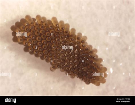 mosquito eggs Stock Photo - Alamy