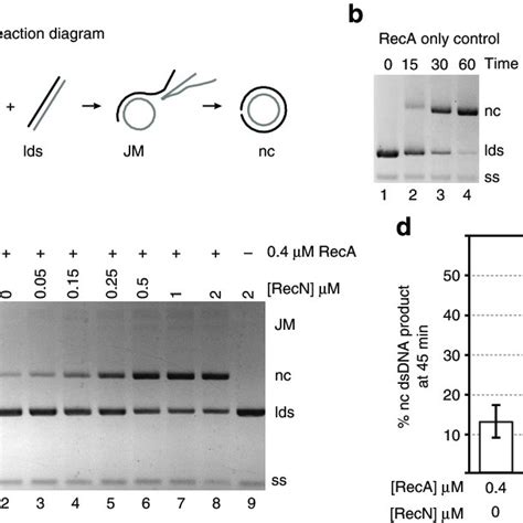 Recn Stimulates Reca Mediated Dna Three Strand Exchange Reactions