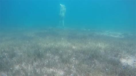 Mysterious Minotaur Sculpture Found Submerged In A Lake In Patagonia Argentina Buy Sell Or