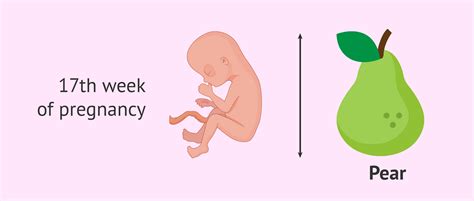 17 Weeks Pregnant Fetus Size