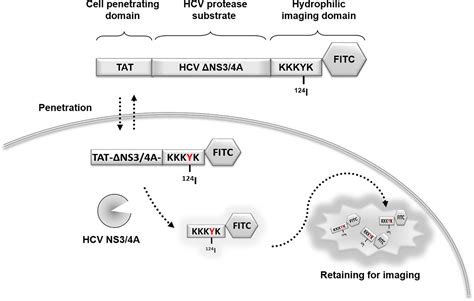 Frontiers Micro PET Imaging Of Hepatitis C Virus NS3 4A Protease