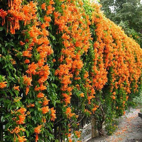 Hummingbird Vine Trumpet Shrubs Tall Beautiful Blooms Easy To