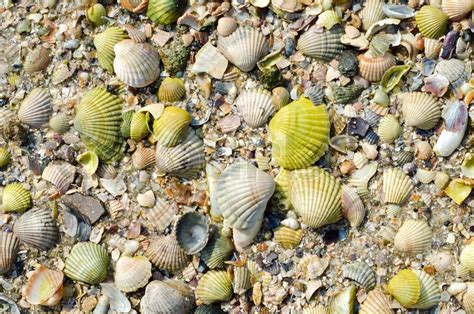 Green sea shells with sand as ... | Stock image | Colourbox