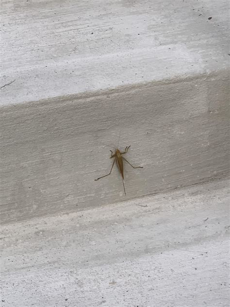 What the heck is this thing? Saw it on the steps outside at the college