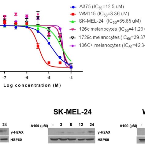 Characterization Of A In Melanoma Cells A Melanoma Cell Lines