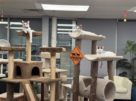 Friends of Athens Limestone County Animal Shelter Furry Felines added a