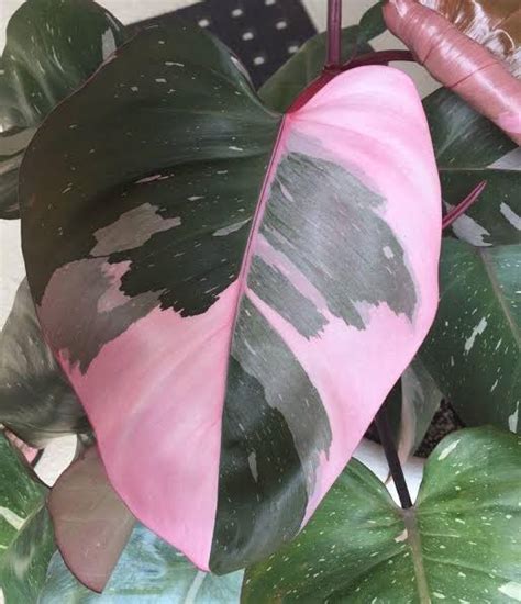 Pink Princess Pothos Pothos Plant