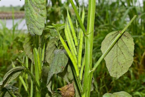 Guvar Beans on Plant in Garden Stock Photo - Image of fiber, food: 257872534