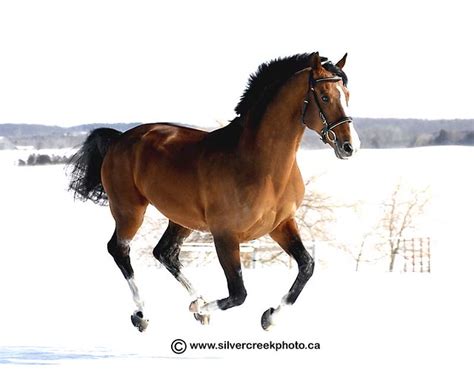 Pacific Star Stv Winter Travis Hall Equestrian Flickr