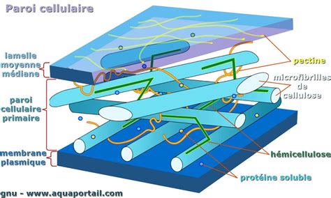 Paroi Cellulaire D Finition Et Explications