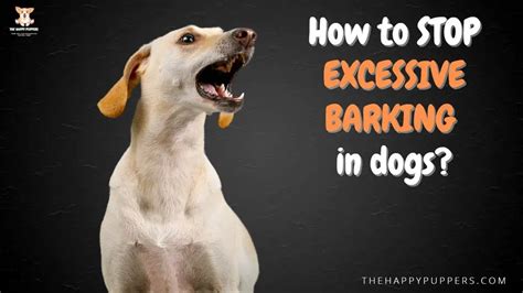 Stop Excessive Barking In Dogs The Happy Puppers