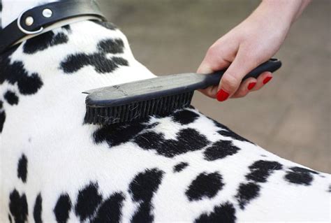 Dog Grooming Brushes for Every Coat Type | Animal Behavior College