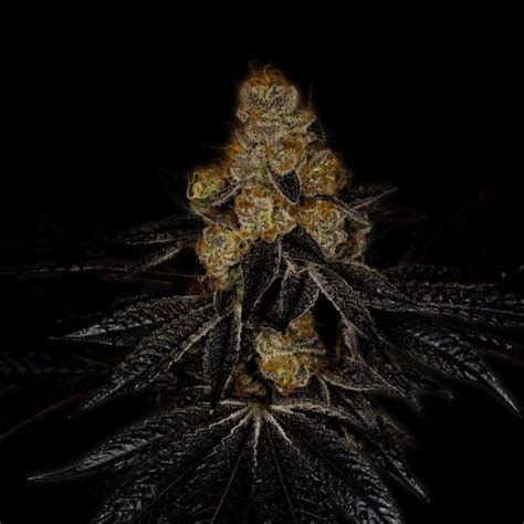 Tropicana Cookies Feminized seeds for sale| Premium Cultivars