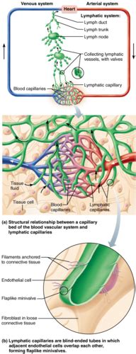 Lymphatic Immune System Flashcards Quizlet