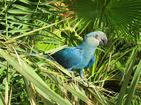 'Extinct' Spix's macaw spotted in Brazil