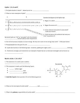 Biochemistry Review Worksheet By Dee Teachers Pay Teachers