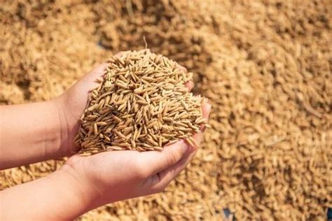 Natural Brown Hybrid Paddy Seeds For Food Processing Packaging Type