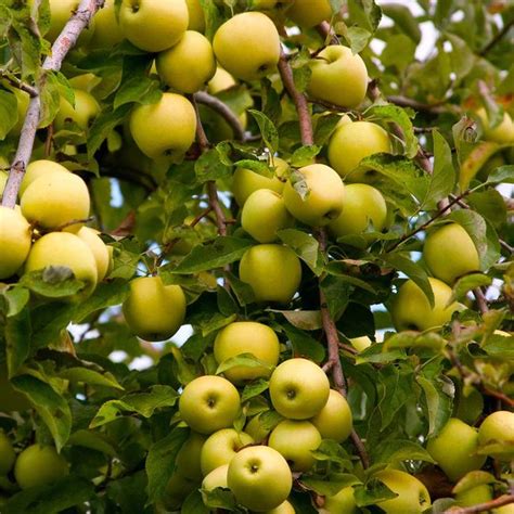 Golden Delicious Apple Tree in 2024 | Apple tree, Apple tree care, Golden delicious apple