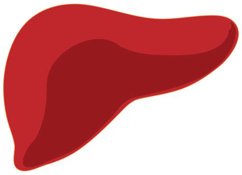 Human Liver Clipart Free Download On Clipartmag