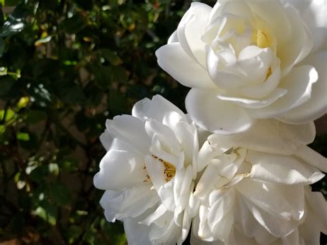 White Rose Free Stock Photo Public Domain Pictures