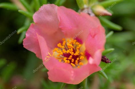 Portulaca grandiflora musgo rosa planta con flores rosa pálido color