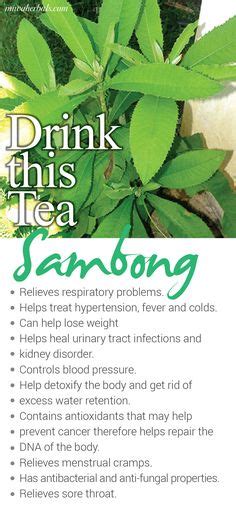 7 Health Benefits Of Sambong Tea Health Skin Care Home Remedies