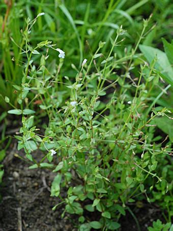 lindernia anagallidea linderniaceae