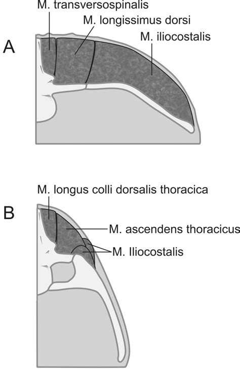 Thoracic epaxial muscles in living archosaurs and ornithopod dinosaurs - Organ - 2006 - The ...