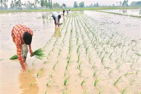 Kharif Foodgrain Output Estimated At Record 150 50 Million Tonne This