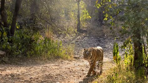 Adityanath Greets People In International Tiger Day