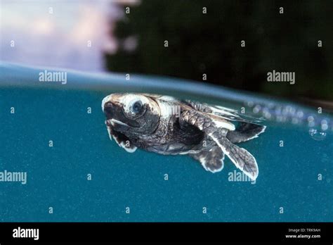 Hawksbill Hatchling Hi Res Stock Photography And Images Alamy