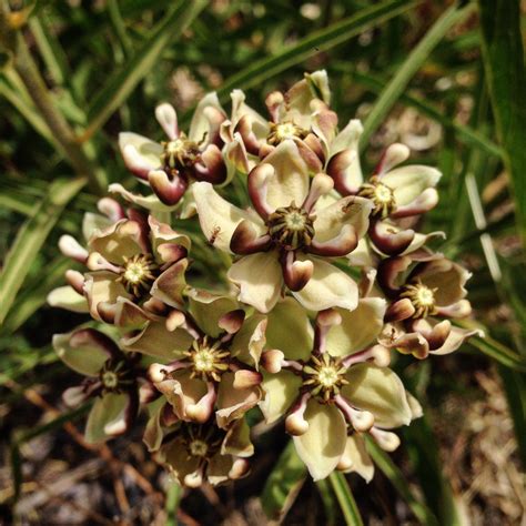 Big Bend National Park In Full Bloom Part 2 Wildflowers And Shrubs