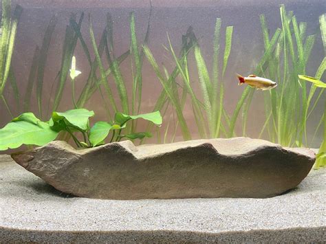 Aquarium Rock for Fish Tanks Natural Decor - Etsy