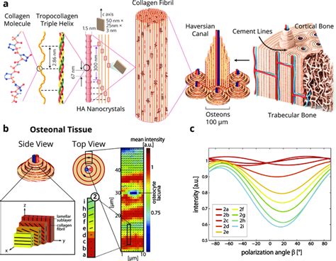 The Hierarchical Structure Of Bone A Schematics Of The Hierarchical