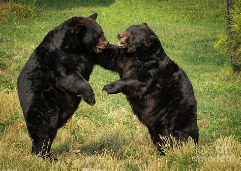 Bear Fight Photograph by Mitch Shindelbower