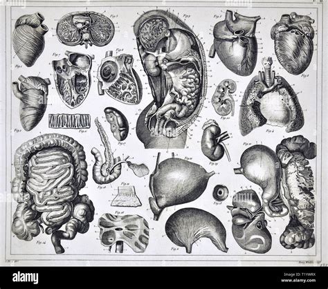 Illustrazione Medica Di Anatomia Umana Che Mostra Il Cuore