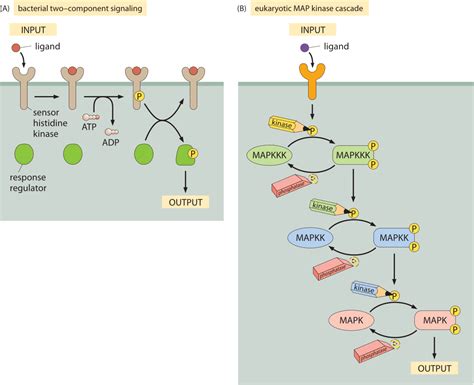 What Are The Absolute Numbers Of Signaling Proteins