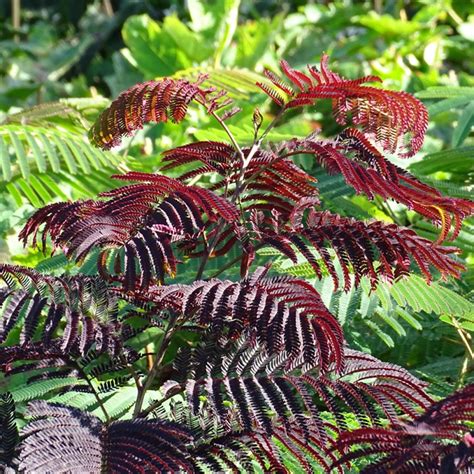 Albizia julibrissin Summer Chocolate Arbre à soie au feuillage foncé