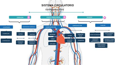 MAPA CONCEPTUAL SISTEMA CIRCULATORIO