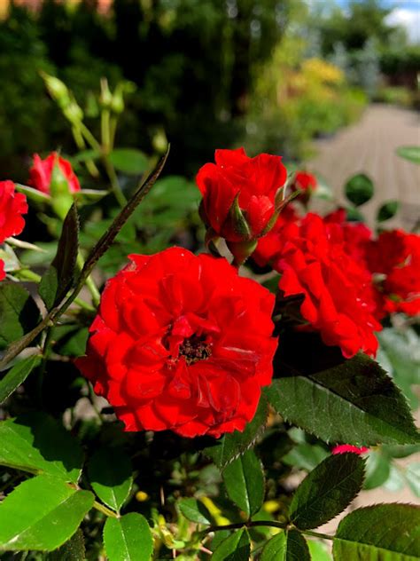 Роза миниатюрная "Orange Babyflor" | Euro-plant