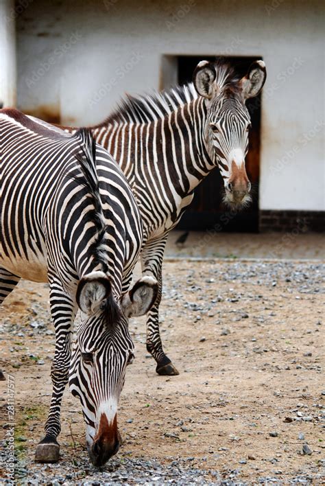 The Grevy S Zebra Equus Grevyi Also Known As The Imperial Zebra Is