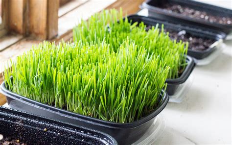 Wheatgrass Microgreens 2014 Flickr