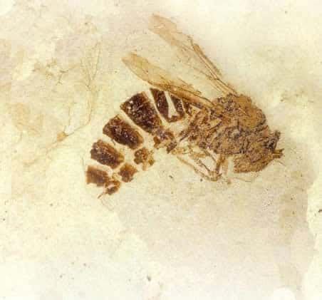 #FossilFriday: 34-million-year old wasp fossil