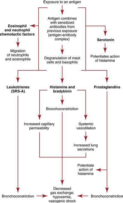 Immunology Hematology Diagram Quizlet